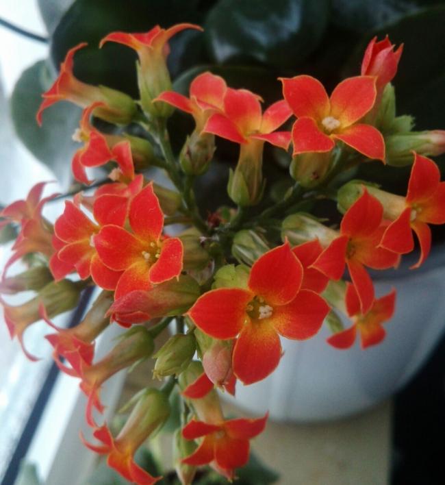 Name:  aviary_1363210314627.jpg
Views: 800
Size:  51.0 KB