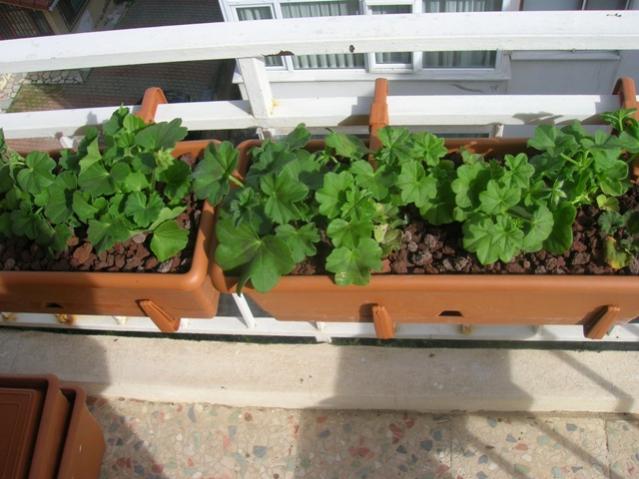 Name:  DSCN2901.jpg
Views: 2144
Size:  47.9 KB