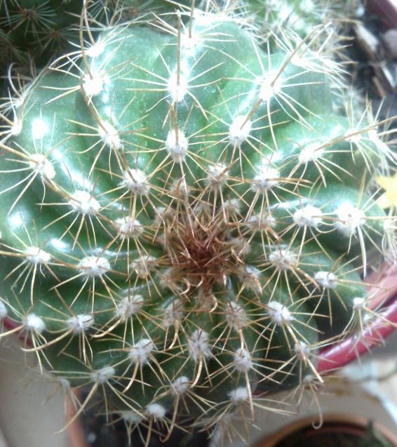 Name:  aviary_1363525994662.jpg
Views: 756
Size:  74.8 KB