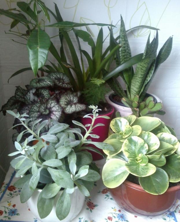 Name:  aviary_1363527211902.jpg
Views: 749
Size:  71.3 KB
