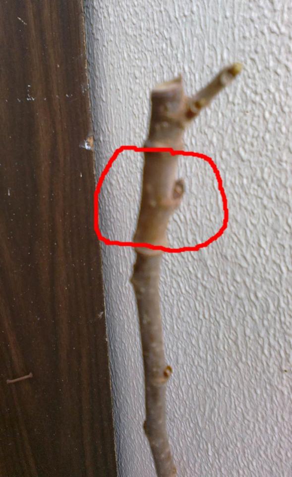 Name:  2013-03-17-0277-crop.jpg
Views: 1150
Size:  72.2 KB