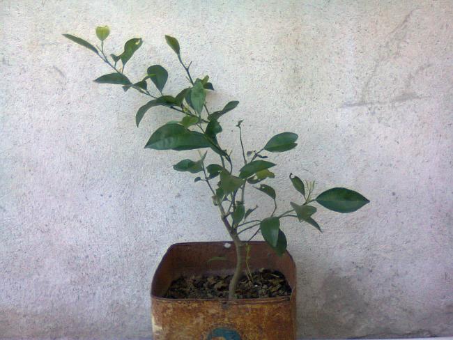 Name:  Fotoraf2054.jpg
Views: 817
Size:  53.4 KB