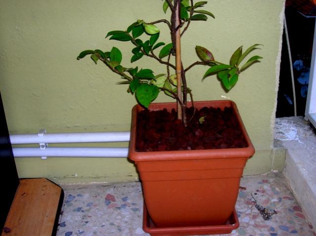 Name:  DSCN2969.jpg
Views: 2043
Size:  39.5 KB