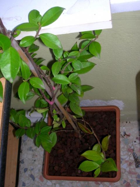 Name:  DSCN2972.jpg
Views: 2089
Size:  40.5 KB