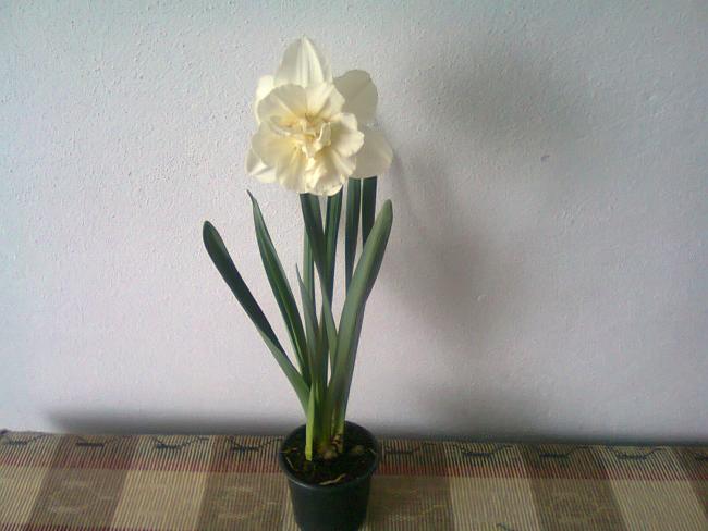Name:  Fotoraf2065.jpg
Views: 682
Size:  37.0 KB
