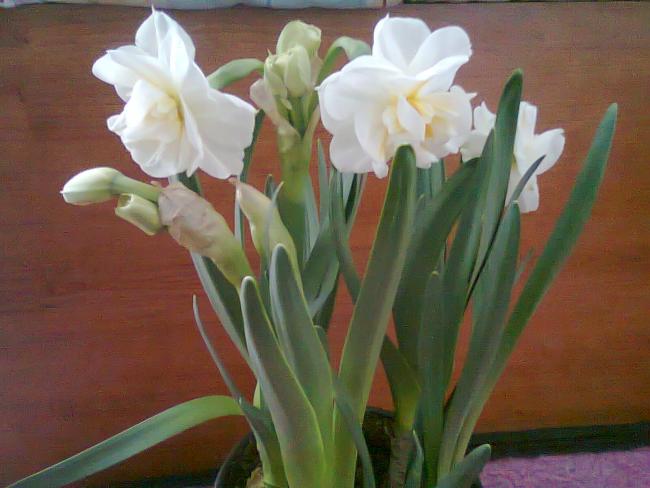 Name:  Fotoraf2089.jpg
Views: 779
Size:  38.8 KB