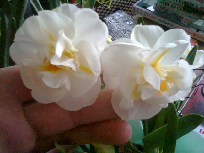 Name:  Fotoraf2073.jpg
Views: 772
Size:  38.5 KB
