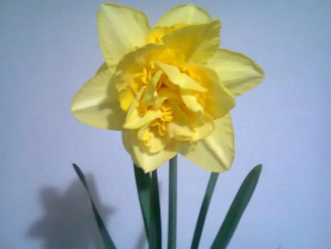 Name:  Fotoraf2109.jpg
Views: 733
Size:  22.2 KB