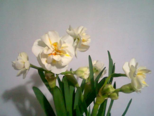 Name:  Fotoraf2105.jpg
Views: 747
Size:  26.4 KB