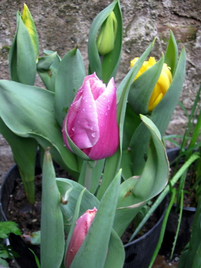 Name:  IMG_9157.JPG
Views: 1848
Size:  68.8 KB