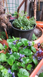 Name:  IMG_0305.jpg
Views: 1079
Size:  45.2 KB