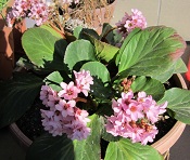 Name:  IMG_0291.JPG
Views: 1043
Size:  26.9 KB