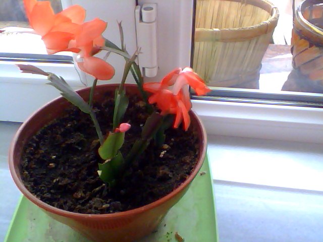 Name:  Snapshot_20130326_26.JPG
Views: 2424
Size:  54.6 KB