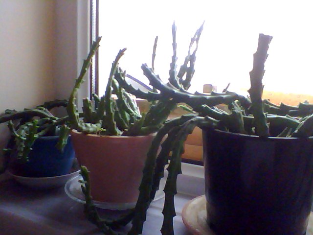 Name:  Snapshot_20130326_27.JPG
Views: 2407
Size:  48.2 KB