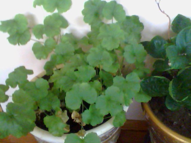 Name:  Snapshot_20130326_29.JPG
Views: 2768
Size:  48.2 KB
