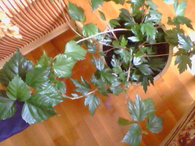 Name:  Snapshot_20130326_31.jpg
Views: 2438
Size:  48.0 KB