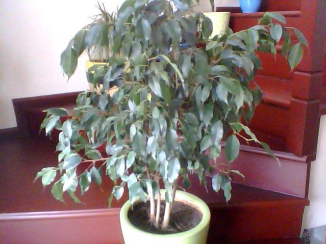 Name:  Snapshot_20130326_53.jpg
Views: 2428
Size:  45.9 KB