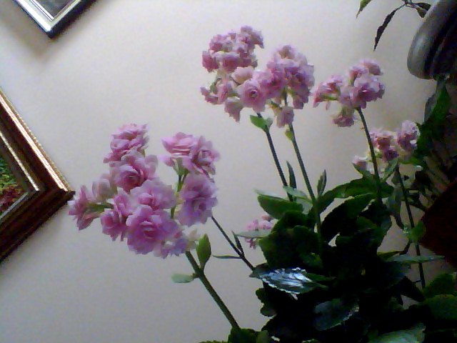 Name:  Snapshot_20130326_41.JPG
Views: 2329
Size:  56.0 KB