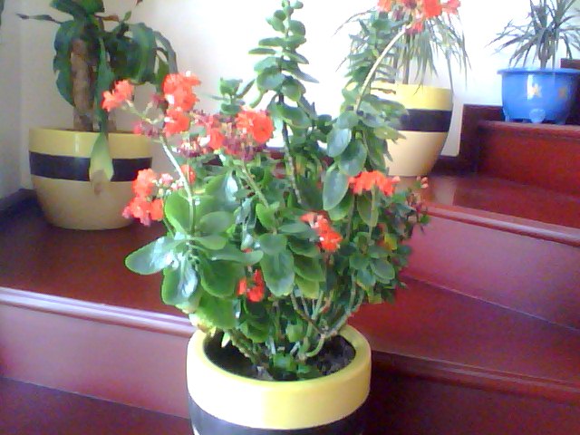 Name:  Snapshot_20130326_50.JPG
Views: 2361
Size:  68.1 KB