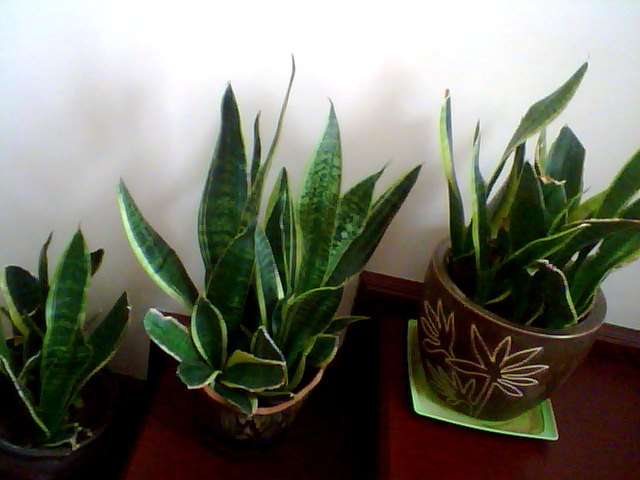 Name:  Snapshot_20130326_66.JPG
Views: 2346
Size:  52.8 KB