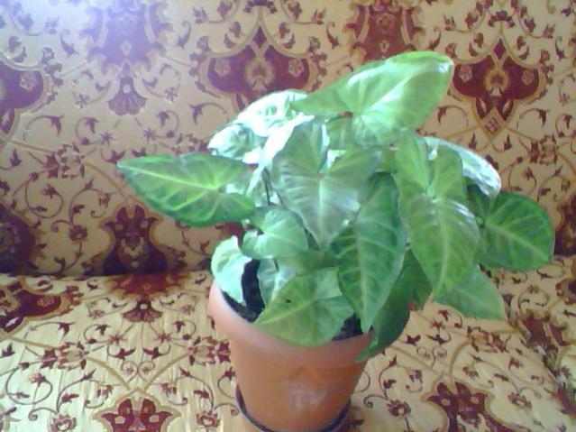 Name:  Snapshot_20130326_76.jpg
Views: 2107
Size:  51.8 KB