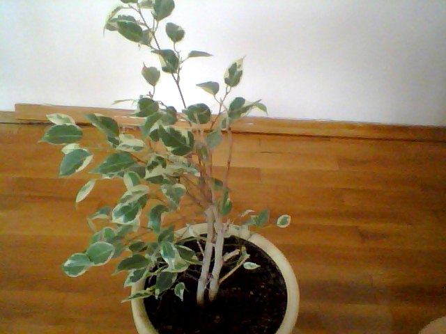 Name:  Snapshot_20130326_81.JPG
Views: 2325
Size:  51.1 KB