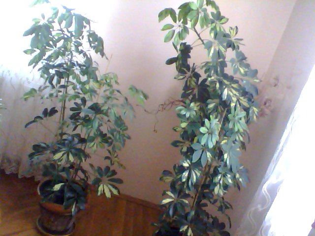 Name:  Snapshot_20130326_75.JPG
Views: 2249
Size:  64.5 KB