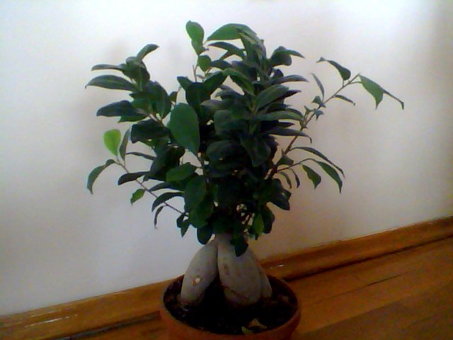Name:  Snapshot_20130326_77.JPG
Views: 2267
Size:  47.2 KB