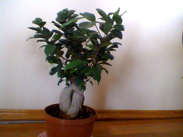 Name:  Snapshot_20130326_78.JPG
Views: 2383
Size:  47.0 KB