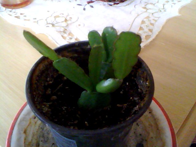 Name:  Snapshot_20130326_87.JPG
Views: 2286
Size:  49.6 KB