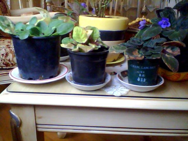 Name:  Snapshot_20130326_93.jpg
Views: 2100
Size:  46.6 KB