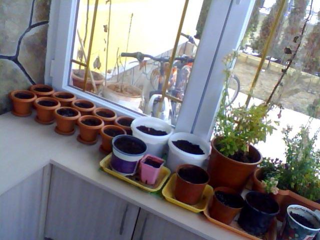 Name:  Snapshot_20130326_102.jpg
Views: 2042
Size:  46.5 KB