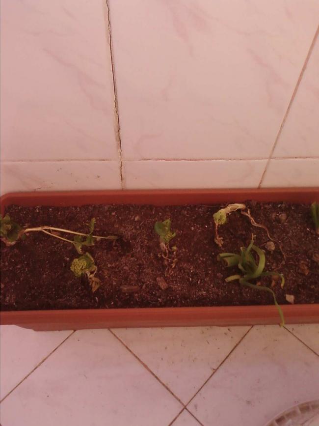 Name:  Fotoraf2087.jpg
Views: 1804
Size:  43.0 KB