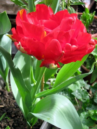 Name:  IMG_9194.JPG
Views: 2010
Size:  68.9 KB