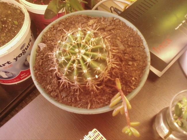 Name:  Fotoraf2078.jpg
Views: 1618
Size:  48.7 KB