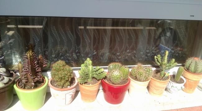 Name:  aviary_1364681017594.jpg
Views: 837
Size:  36.3 KB