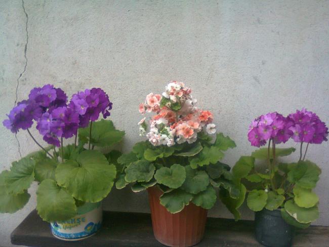 Name:  Fotoraf2131.jpg
Views: 717
Size:  43.0 KB