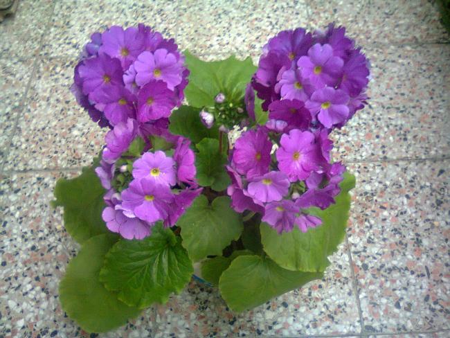 Name:  Fotoraf2132.jpg
Views: 729
Size:  64.9 KB