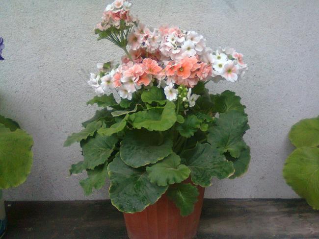 Name:  Fotoraf2133.jpg
Views: 720
Size:  46.5 KB
