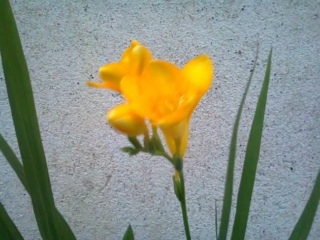 Name:  Fotoraf2141.jpg
Views: 683
Size:  64.4 KB
