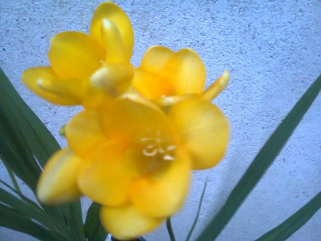 Name:  Fotoraf2142.jpg
Views: 691
Size:  40.7 KB
