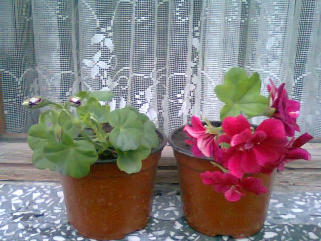 Name:  Fotoraf2145.jpg
Views: 702
Size:  65.5 KB