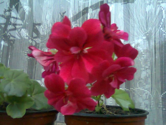 Name:  Fotoraf2147.jpg
Views: 683
Size:  49.8 KB