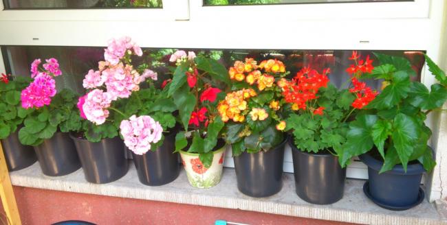Name:  aviary_1364849060258.jpg
Views: 981
Size:  38.6 KB