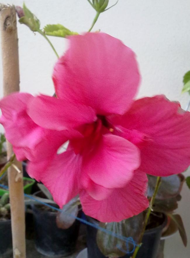 Name:  020420131158.jpg
Views: 829
Size:  51.4 KB