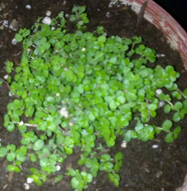 Name:  020420131165.jpg
Views: 806
Size:  61.3 KB