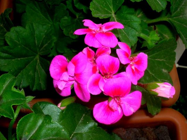 Name:  DSCN3050.jpg
Views: 1928
Size:  45.8 KB
