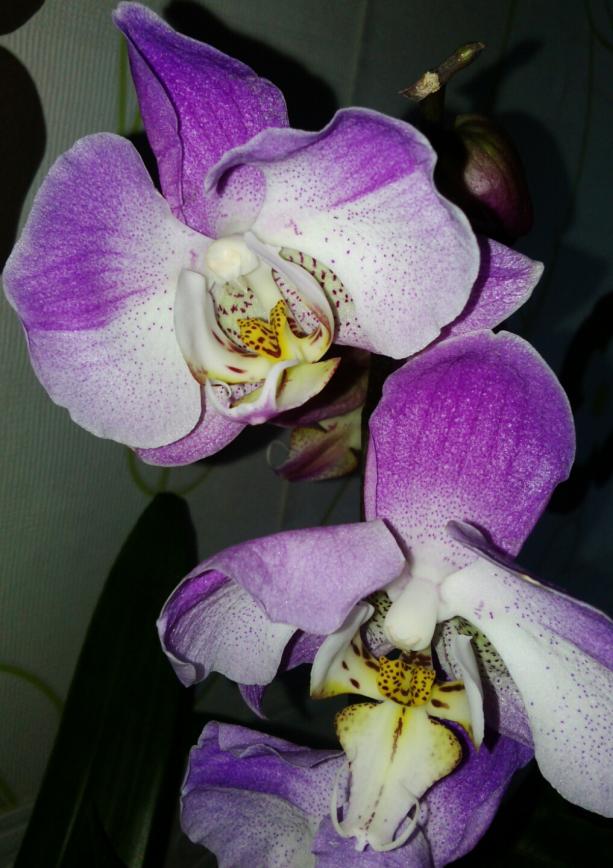 Name:  aviary_1365000421329.jpg
Views: 684
Size:  71.6 KB