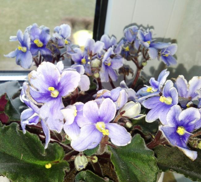 Name:  aviary_1365000344515.jpg
Views: 754
Size:  63.1 KB