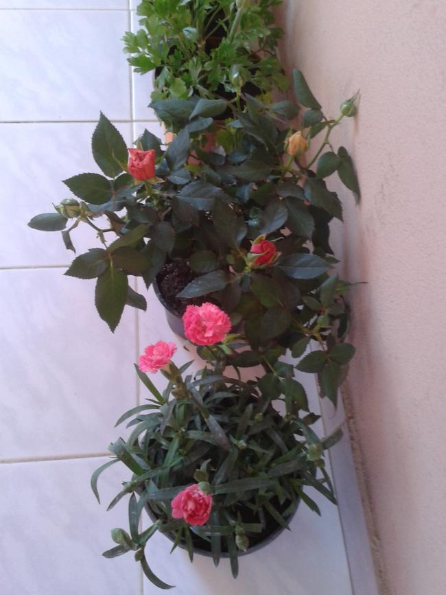 Name:  2013-04-02 09.00.56.jpg
Views: 1155
Size:  60.9 KB
